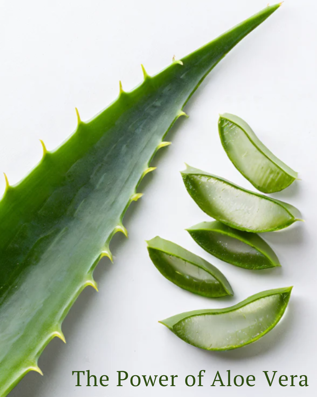 Aloe Vera. Nature's Original Soother