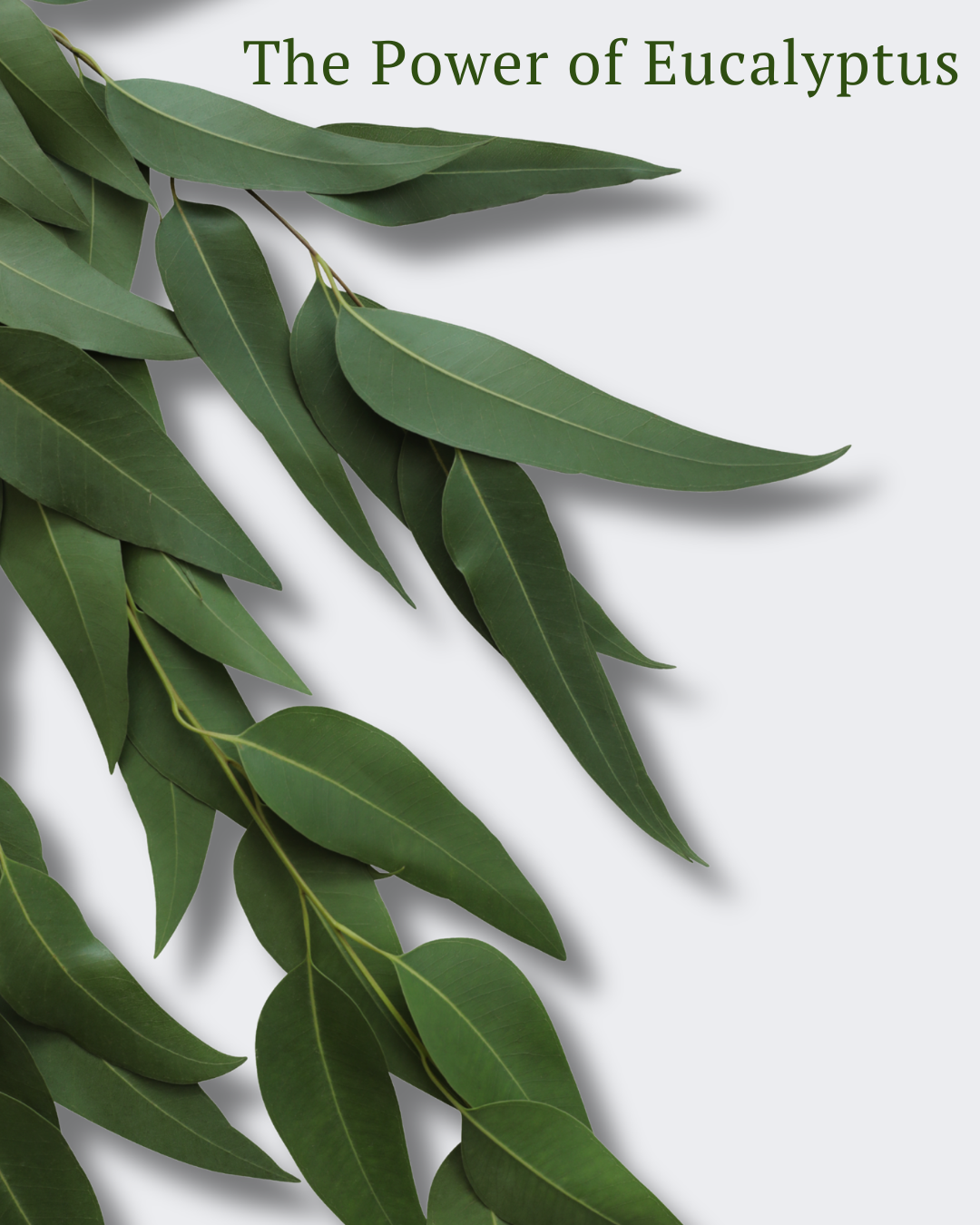 Eucalyptus. Crisp, clean, deeply intentional.