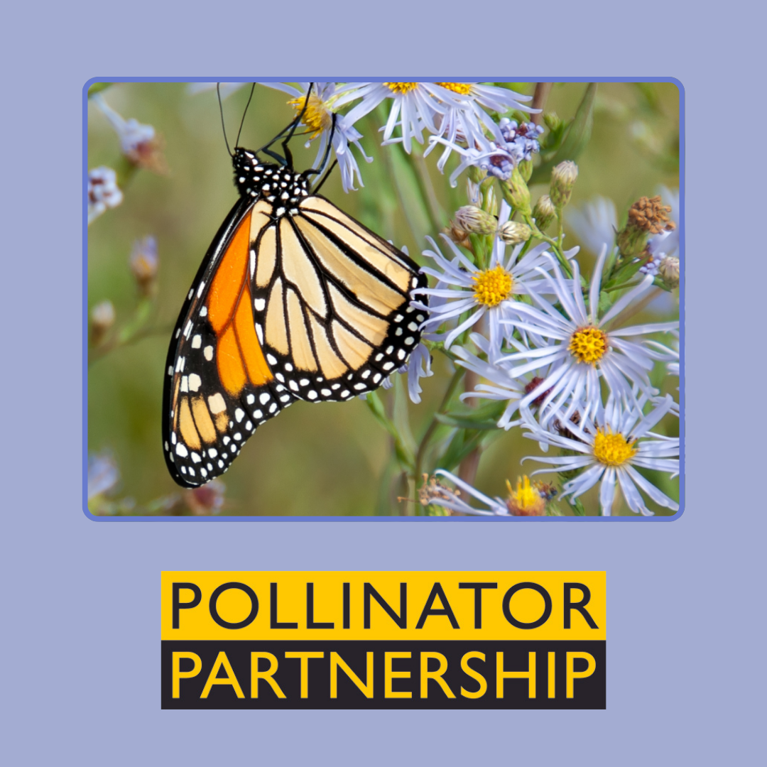 Pollinator Partnership | Essential Oxygen Planet Positive Initiatives | September 2023