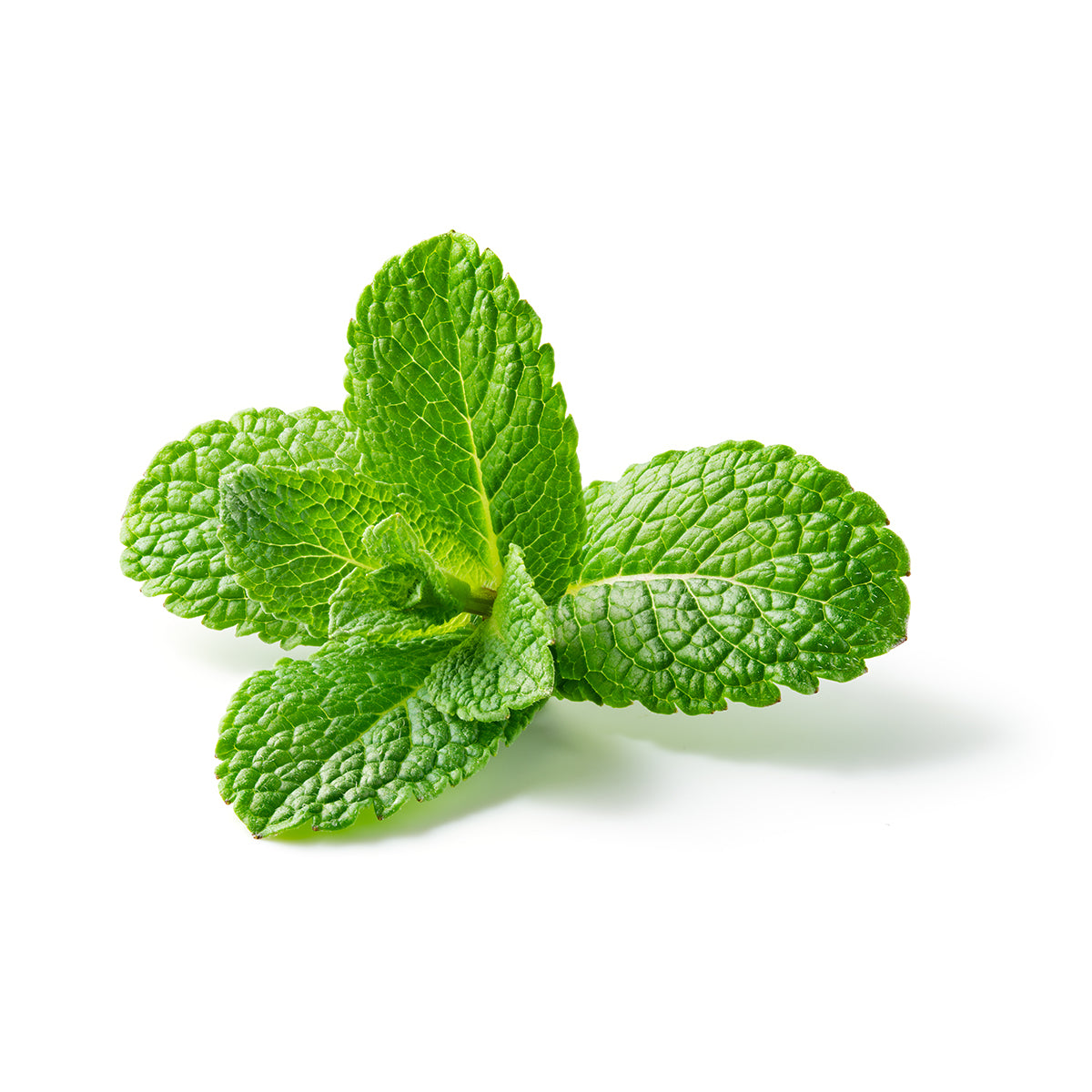 Organic Low Abrasion Toothpaste | Peppermint