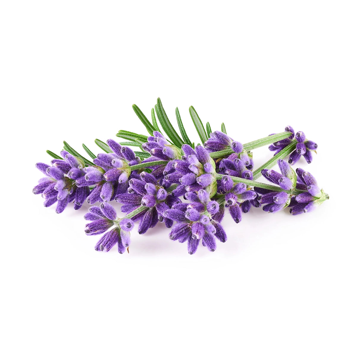 High Touch Surface Cleaner | Lavender