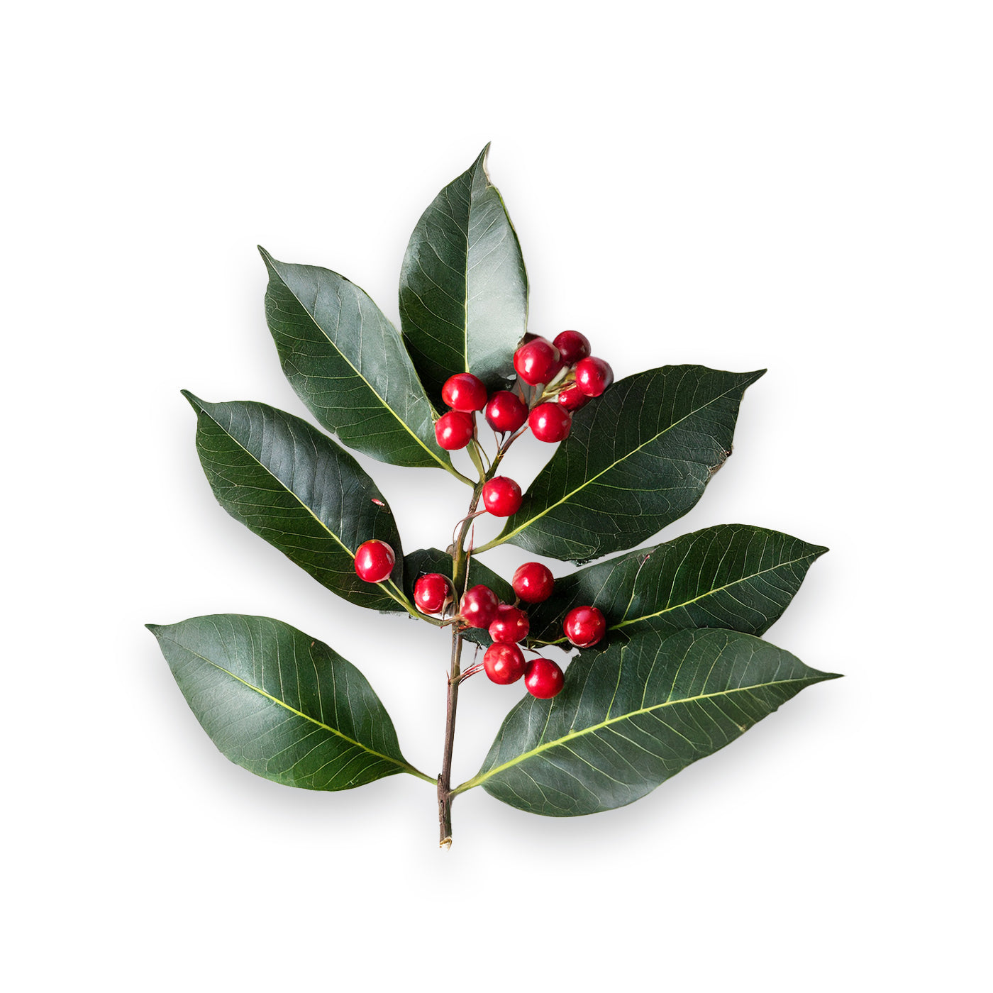 Organic Low Abrasion Toothpaste | Wintergreen