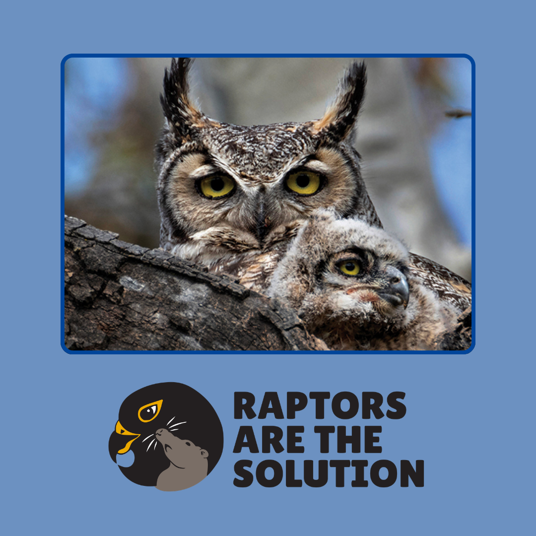 Great horned owl and owlet perched on a branch — Raptors Are The Solution