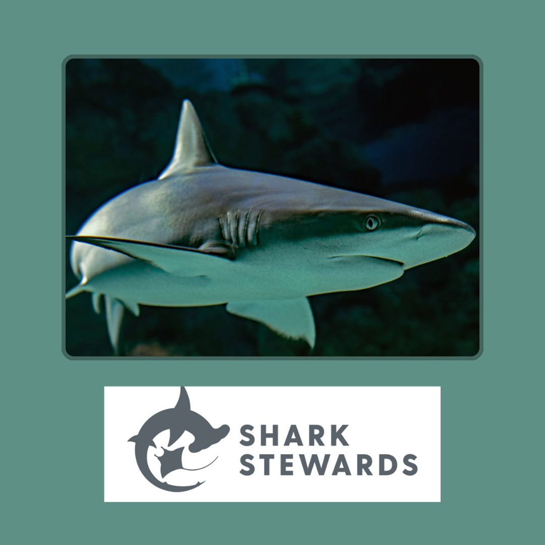 Shark swimming underwater — Shark Stewards