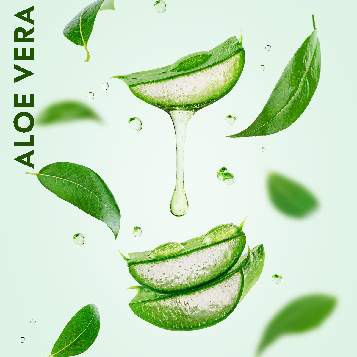 The Inner Fillet of Aloe Vera Why Less Is More ESSENTIAL OXYGEN